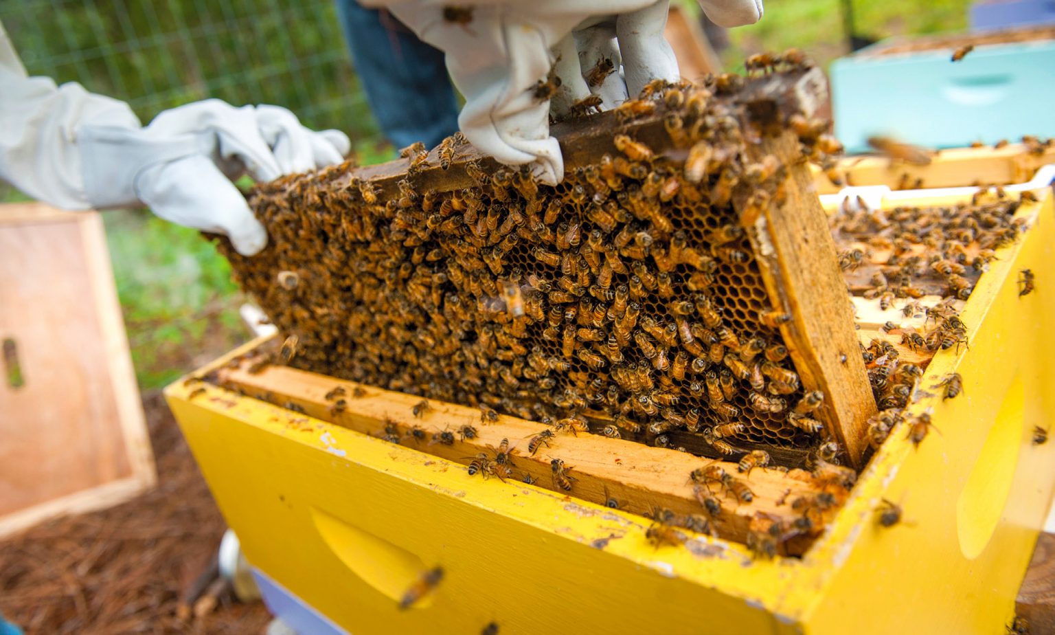 UNCW Beekeeping Club – Wrightsville Beach Magazine