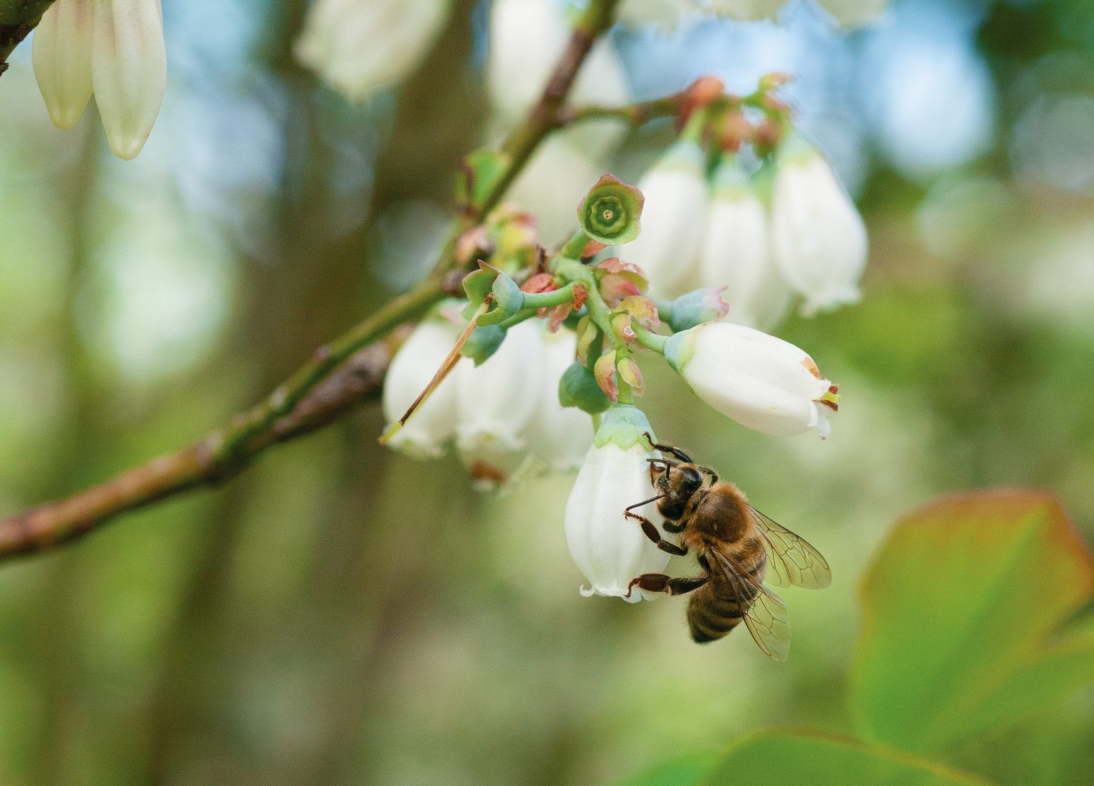 No Bees, No Berries Wrightsville Beach Magazine