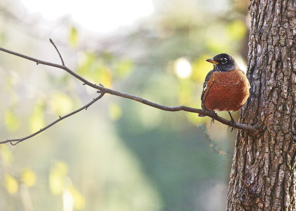 Robin in Winter by Jim Woodson.