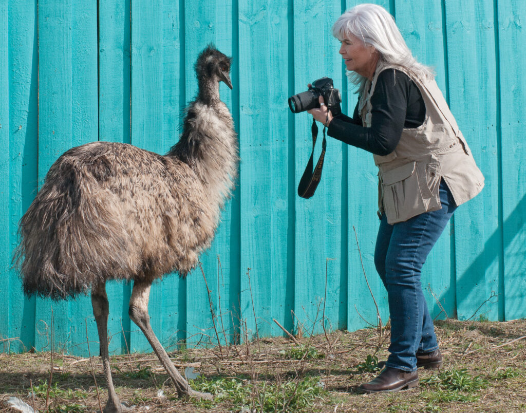 Romeo, an emu at SkyWatch Bird Rescue, was a willing subject for Pat Bradford’s camera in March 2019. WBM file photo.