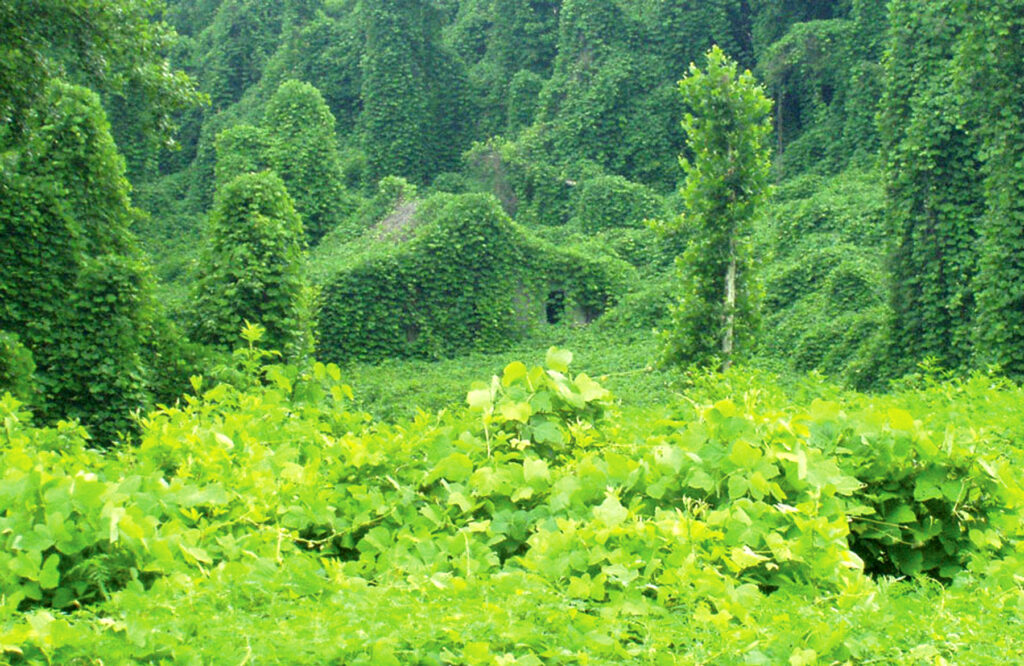 Kudzu, the green scourge. Photo by Denton Harryman/Flikr