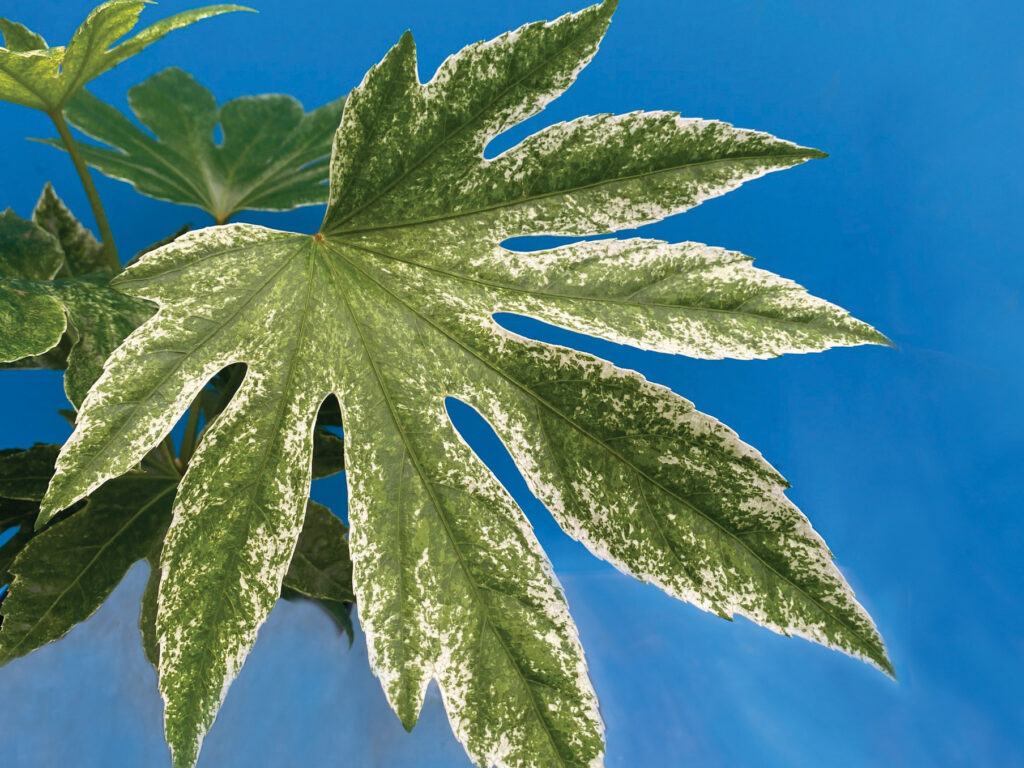 Variegated fatsia