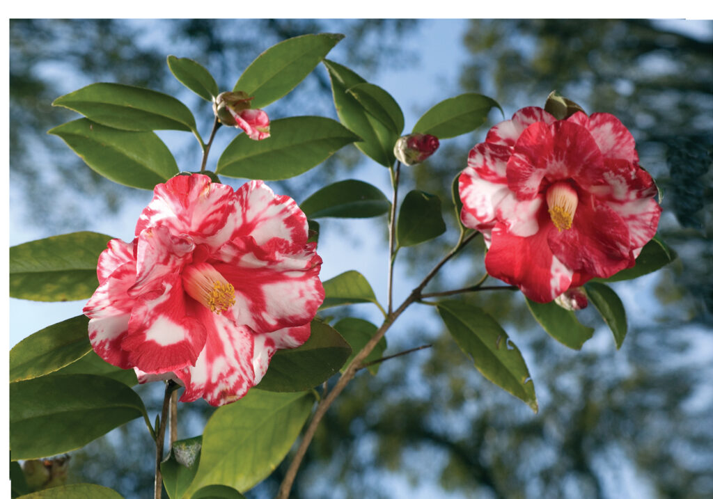  Camellias color the winter landscape in gardens around Wilmington, like the New Hanover County Arboretum. WBM File Photo  