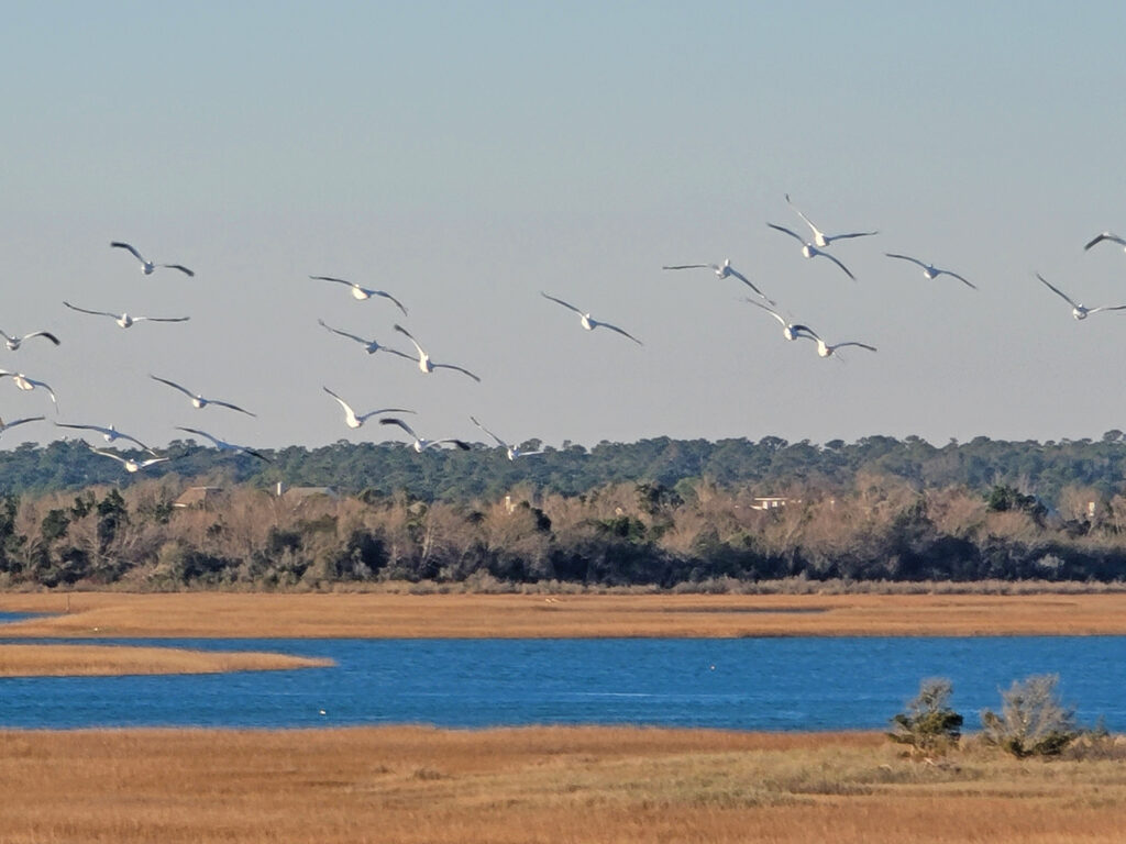 A squadron of American white pelicans rests in Motts Channel before taking flight the morning of Dec. 23, 2021. Photo by Pat Bradford
