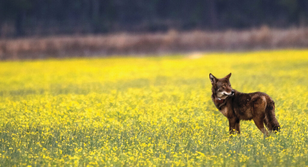 This male red wolf was moved from St. Vincent National Wildlife Refuge in Florida to the Alligator River National Wildlife Refuge in North
Carolina in 2020.  Running Wild Media