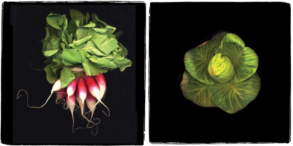 Left: Radish Bunch, 10 x 10 inches, limited edition 6/10, scanograph on photo paper. Right: Cabbage, 10 x 10 inches, limited edition 3/10, scanograph on photo paper.

