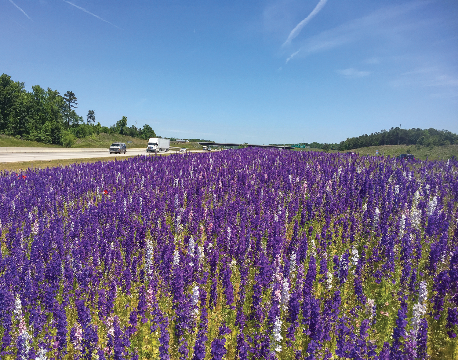 NCDOT: Wildflower Program