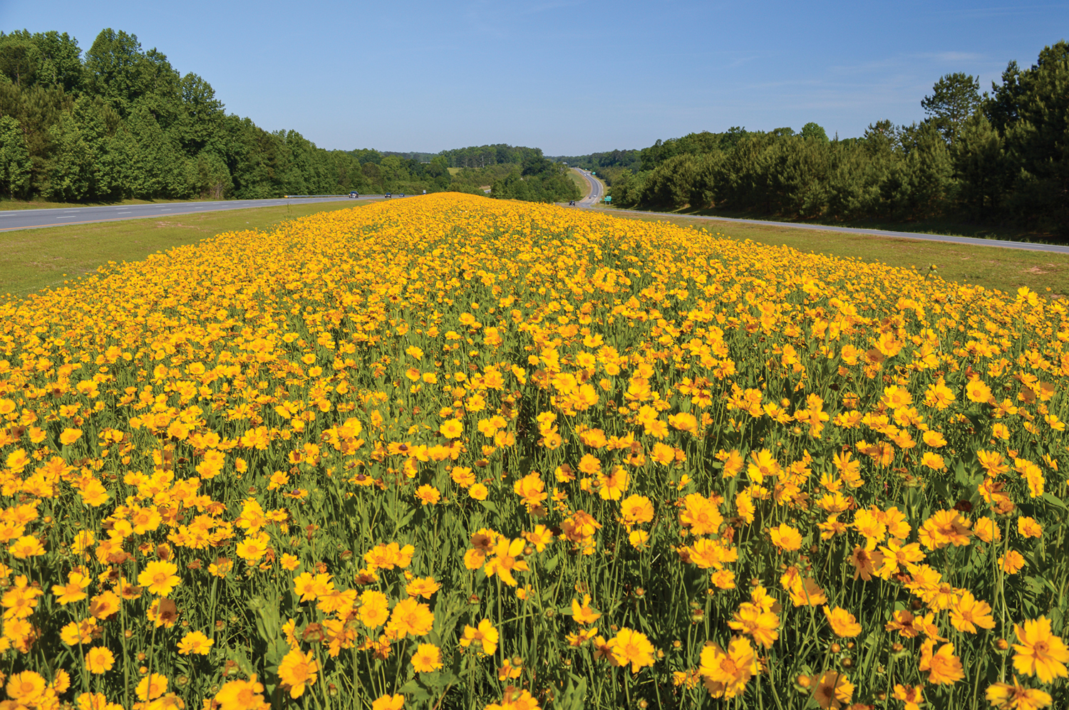 NCDOT: Wildflower Program