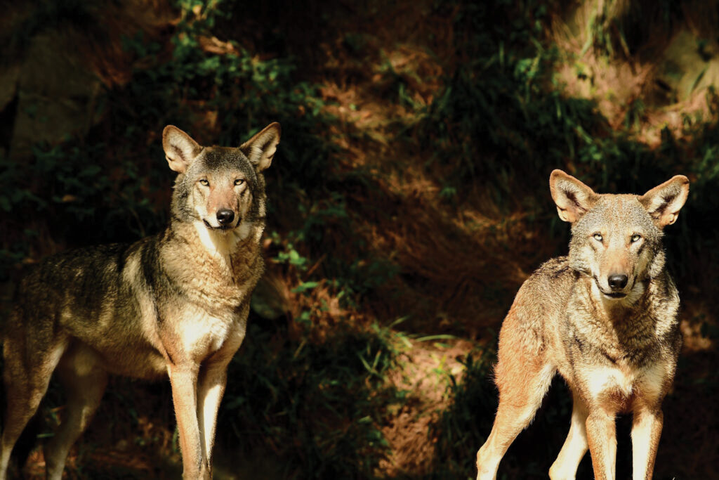 Four-year-old red wolf brothers are the two newest residents at the Red Wolf Center on Pocosin Lakes National Wildlife Refuge in Columbia, N.C. Robert Wilcox/Durham Life and Science Museum