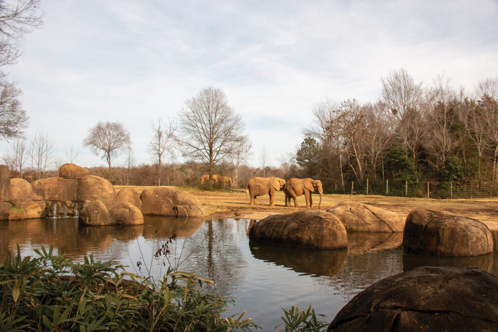 The world’s largest natural habitat zoo is located just south of Asheboro, in the middle of North Carolina. The 500 developed acres, out of 2,600 wooded acres provide a home to more than 1,800 animals, 52,000 plants, over 50 art installations, and a one-of-a-kind wild animal rescue hospital. Simon Gonzalez
