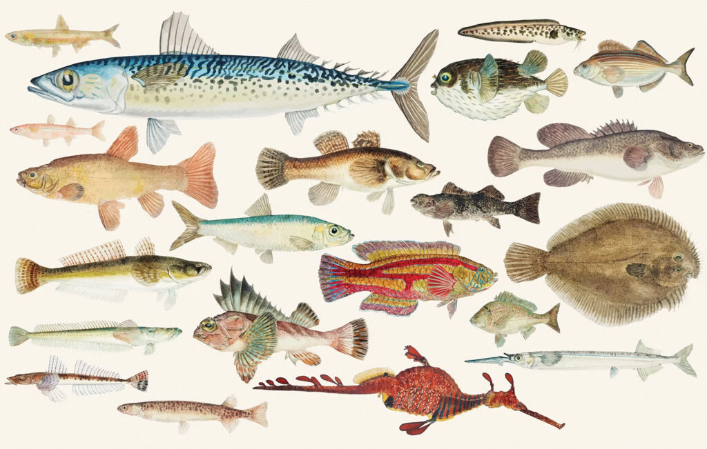 A set of fish different styles Royalty Free Vector Image