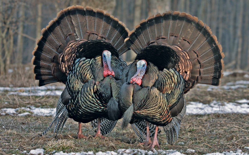 Full strut gobblers on parade. Monte Loomis